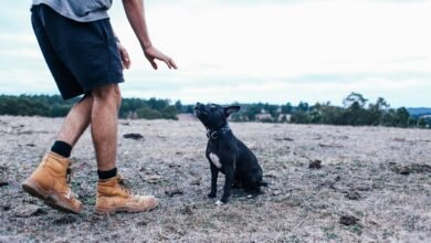 Training Collars