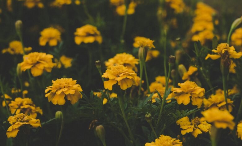 Yellow Flowers on March 21